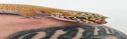 Leopard Gecko reptiles for sale: 2 x leopard geckos for sale  - Advert 8