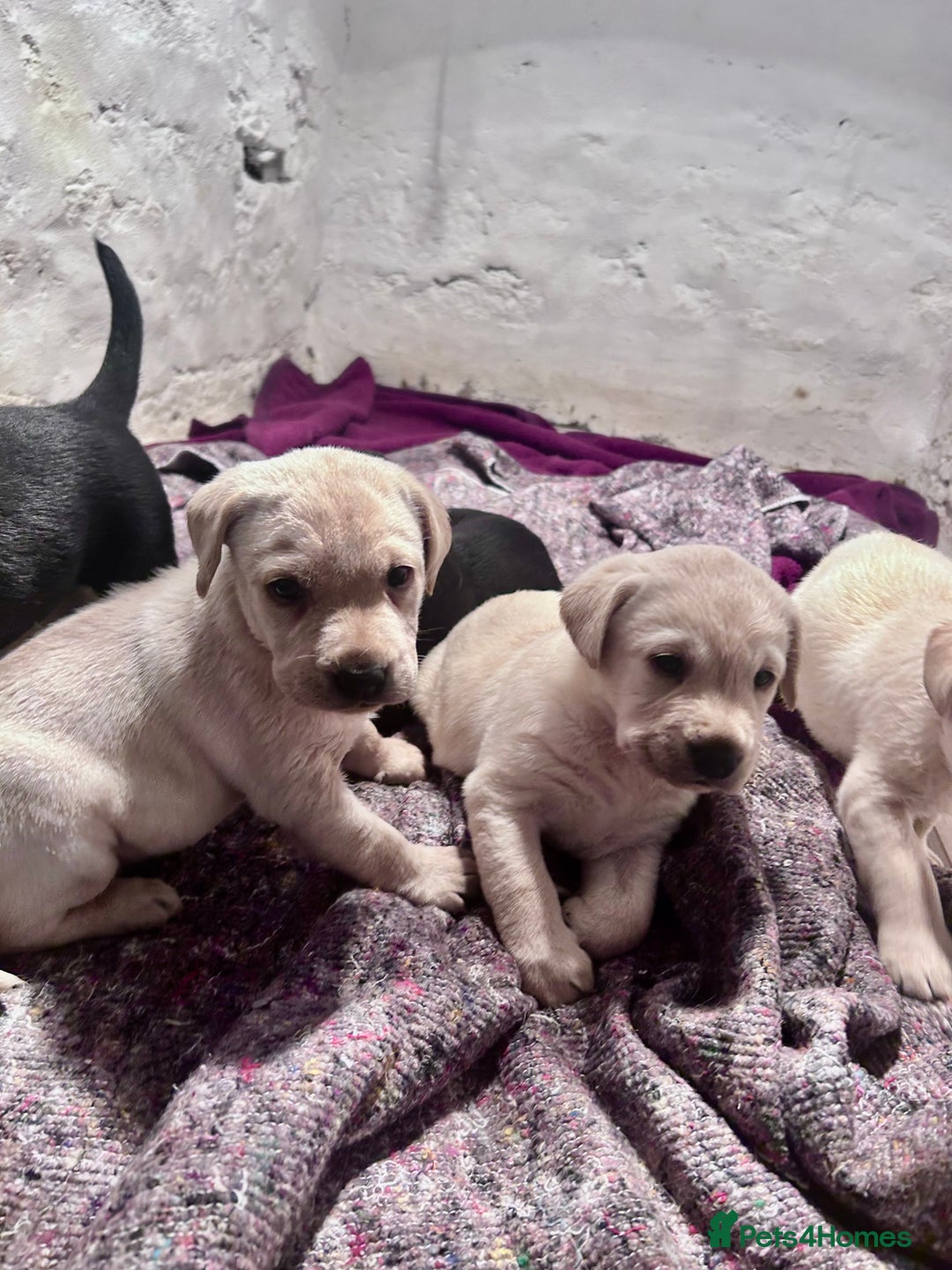 Labrador Retriever dogs for sale: Beautiful KC Reg Lab Pups - Advert 12