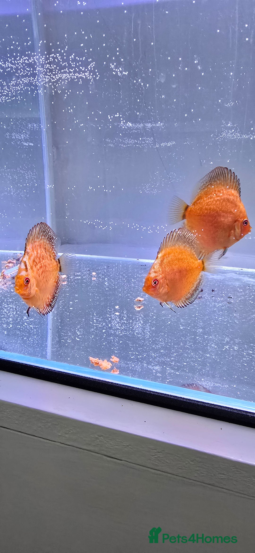 Discus fish for sale: Discus - Image 1