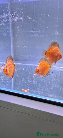 Discus fish - Advert 1