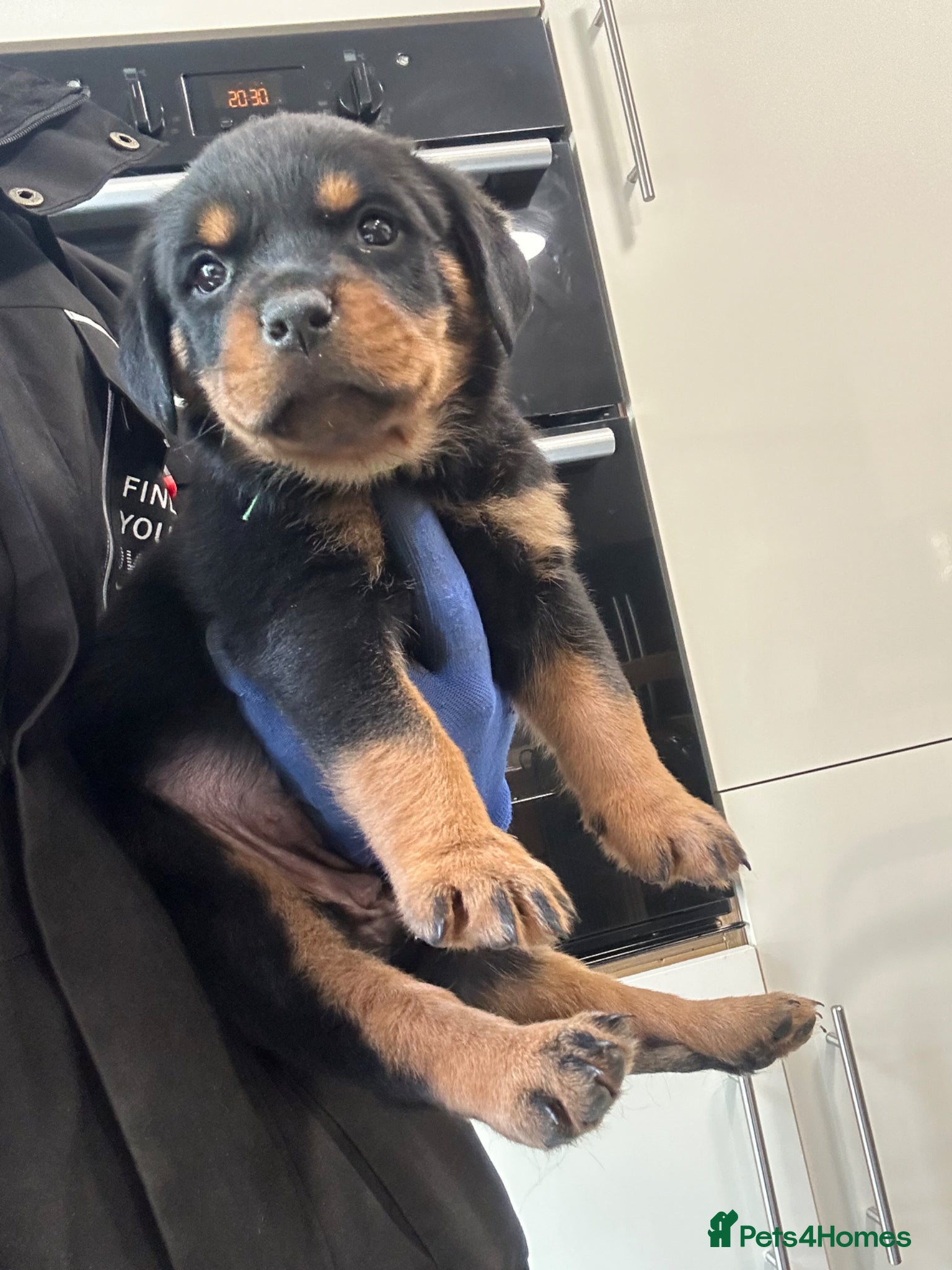 Rottweiler dogs for sale: Rottweiler Puppies  - Advert 15