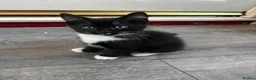 Mixed Breed cats for sale: 2 kittens for sale  - Advert 9