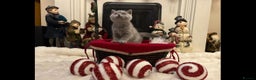 British Shorthair cats for sale: British shorthair kittens for sale ready* **  Eve* - Advert 6
