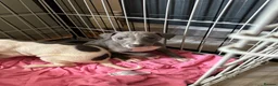 Mixed Breed dogs for sale: 🐾Reduced🐾READY NOW!!Italian x whippet pups! - Advert 10