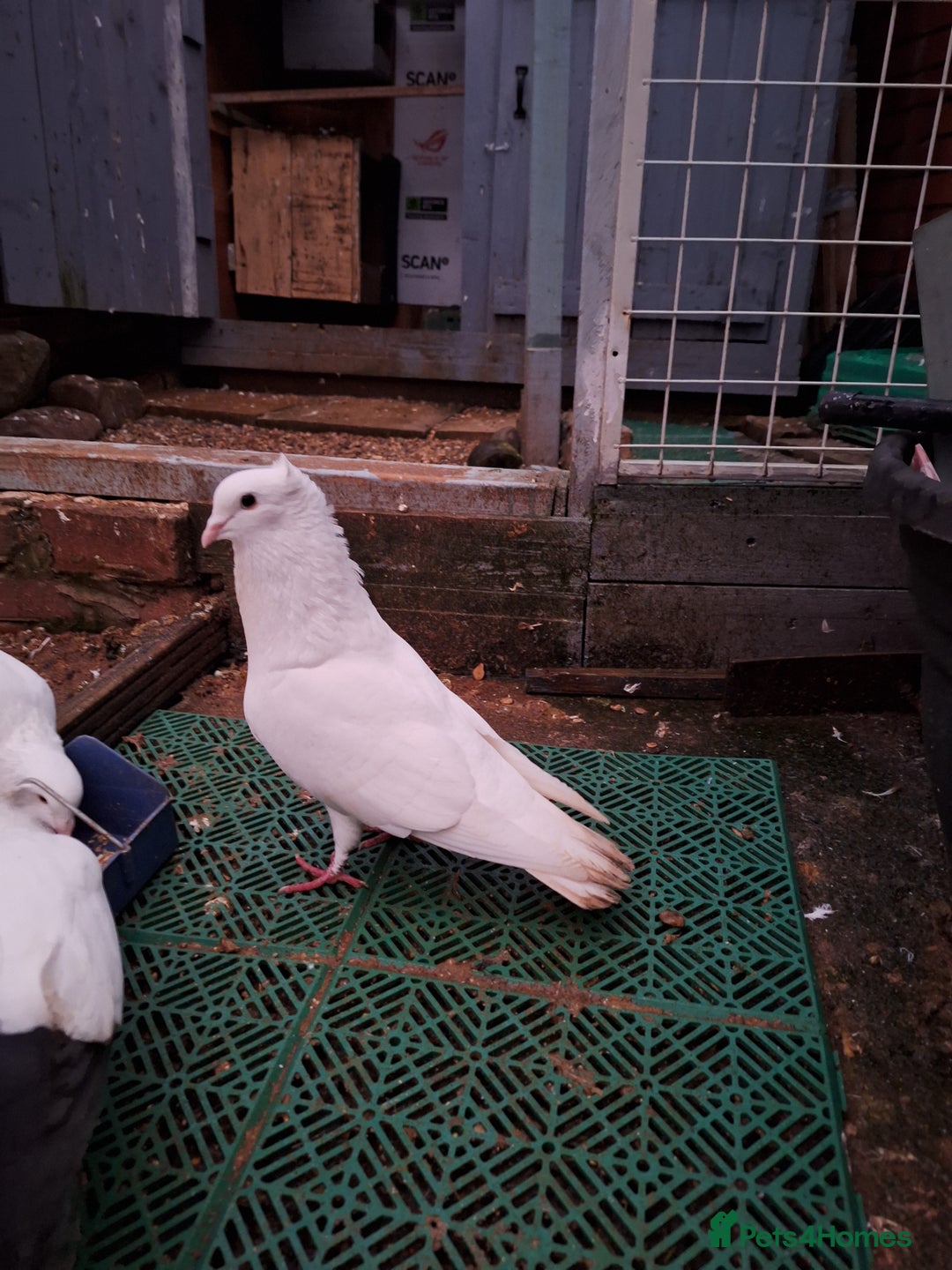 Pigeons birds for sale: 7 Pigeons for sale - Advert 10