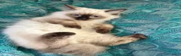 Ragdoll cats for sale: Ragdoll kittens - Advert 7