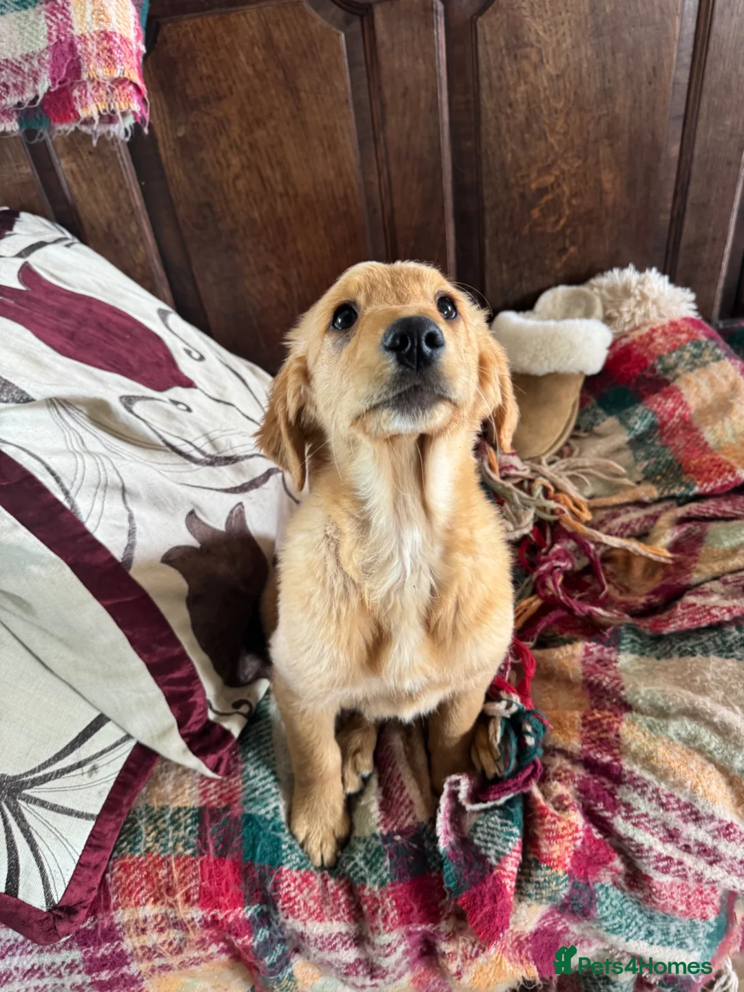 Golden Retriever dogs for sale: Charlie - health report available all good - Advert 1