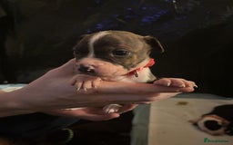 Mixed Breed dogs for sale: American bull staff - Image 7