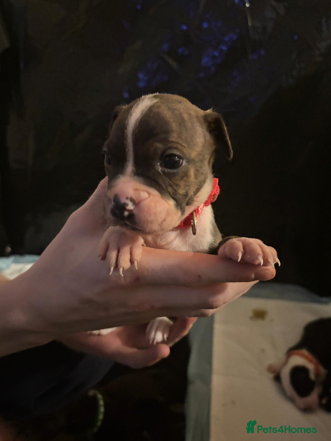 Mixed Breed dogs for sale: American bull staff - Image 7