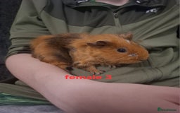 Guinea Pig rodents for sale: 13 guinea pigs mixed breed - Advert 14