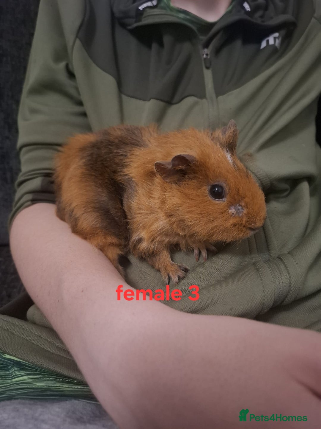Guinea Pig rodents for sale: 13 guinea pigs mixed breed - Advert 14