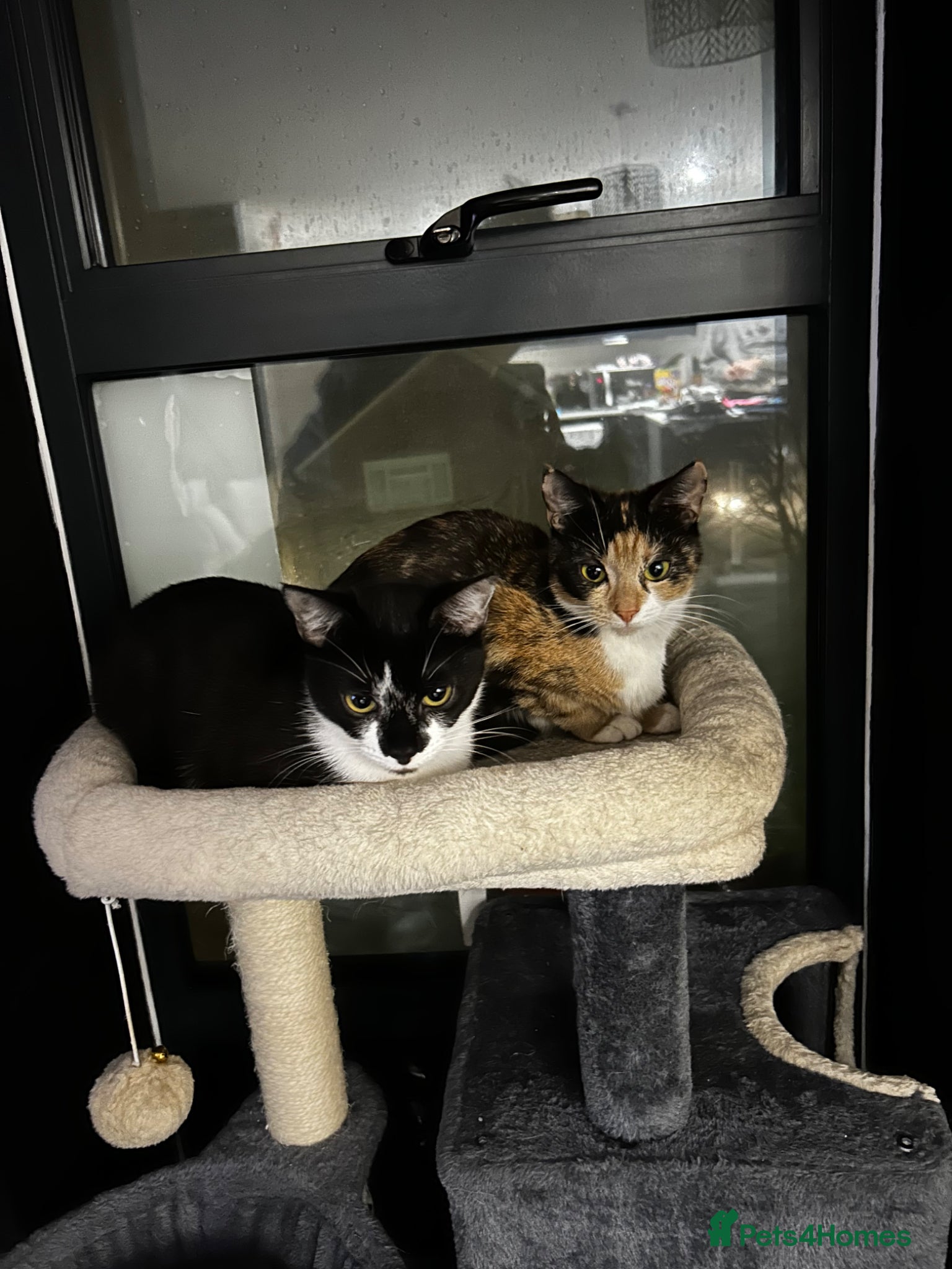 Mixed Breed cats 4 of my beautiful girls seeking new homes - Advert 2