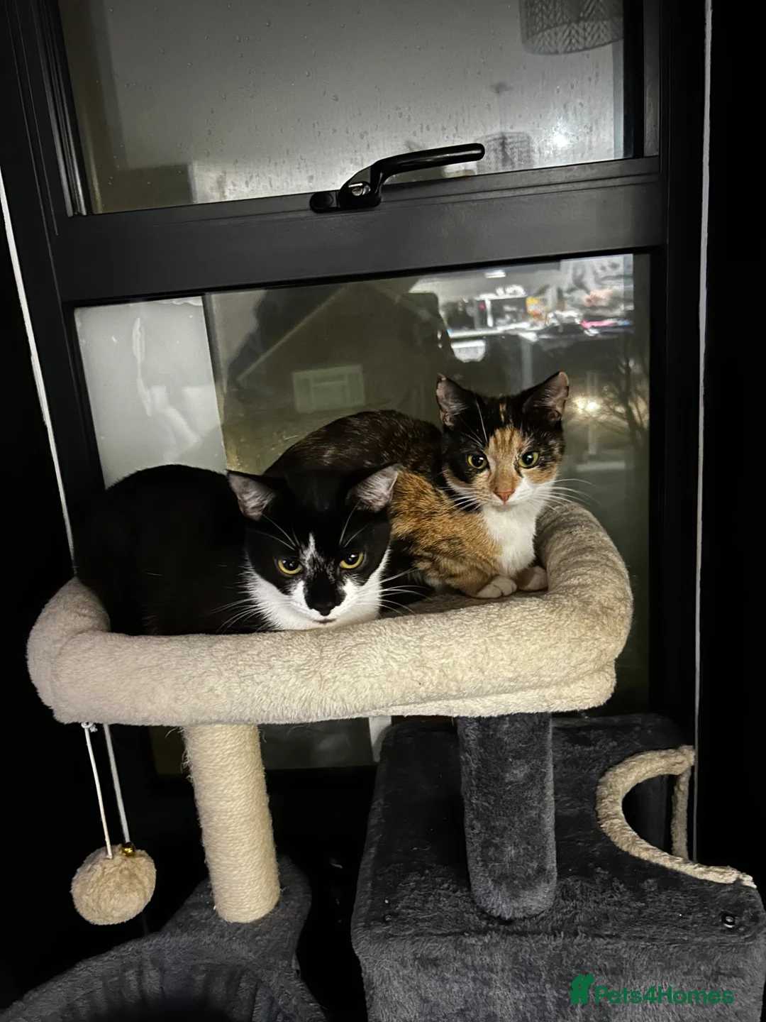 Mixed Breed cats for sale: 4 of my beautiful girls seeking new homes - Advert 1