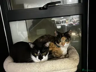 Mixed Breed cats 4 of my beautiful girls seeking new homes - Advert 2