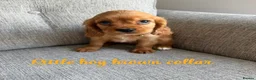 Cavalier King Charles Spaniel dogs for sale: Cavalier King Charles puppies  - Advert 5