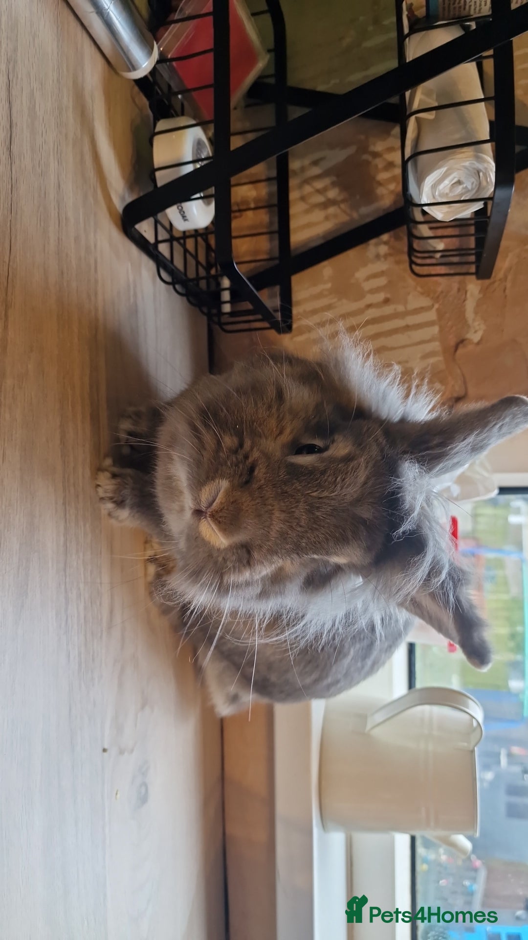 Lionhead rabbits for sale: Lion head bunny  - Advert 3