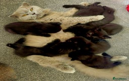 Mixed Breed cats for sale: Scottish Fold Mix Kittens –Ready 16th August 🐾 - Image 10