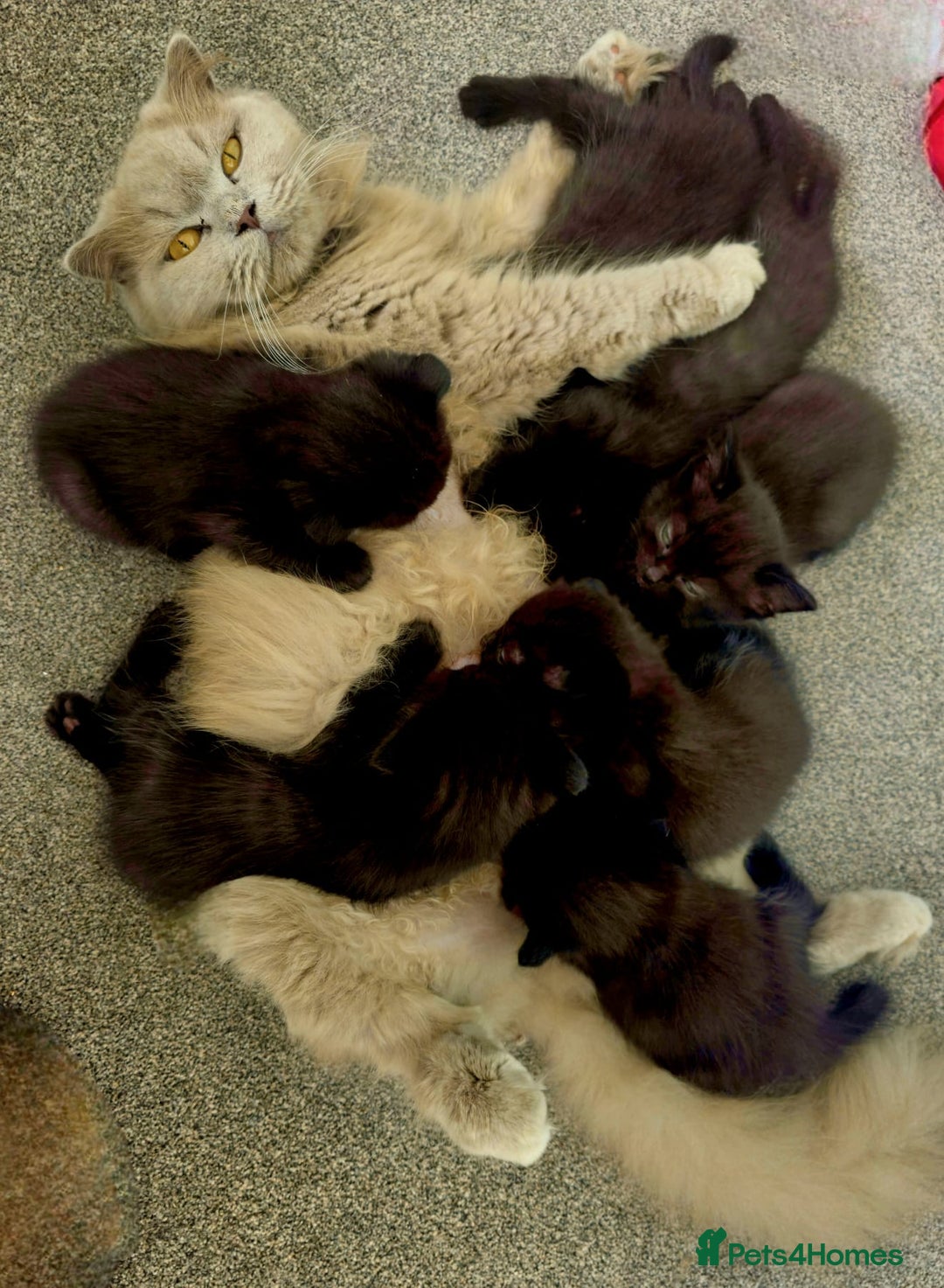 Mixed Breed cats for sale: Scottish Fold Mix Kittens –Ready 16th August 🐾 - Image 10