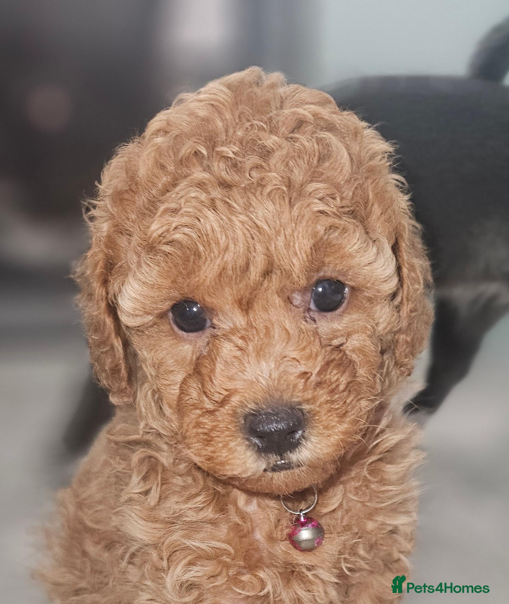 Toy Poodle dogs Licensed breeder kc reg Girl available  - Advert 1