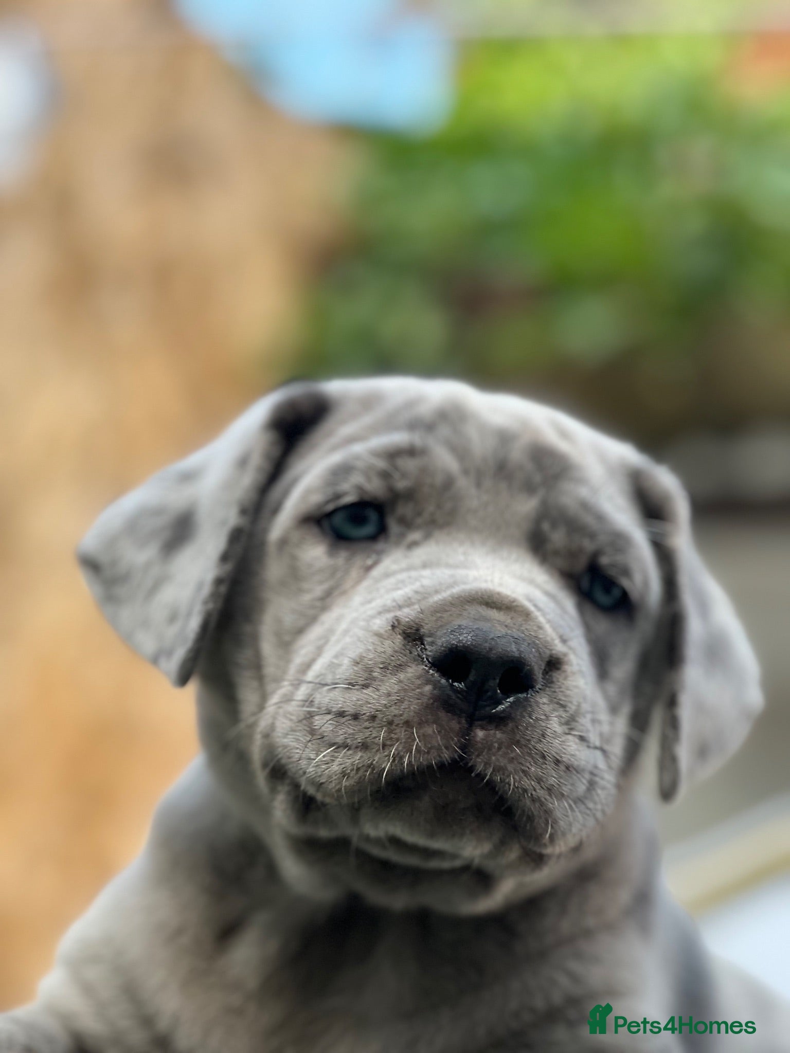 Mixed Breed dogs Cane Corso Puppies Lilac & Merle Blue Eyes - Advert 2