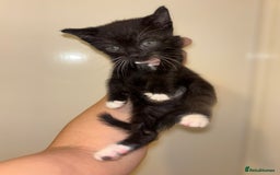 Scottish Fold cats for sale: Adorable Scottish Straight Kittens 💞 - Image 18