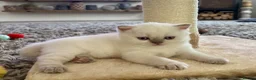 British Shorthair cats for sale: 🐾💙Beautifully Stunning GCCF BSH Kittens💙🐾 - Advert 38