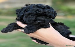 Maltipoo dogs for sale: Maltipoo Puppies Ready for Their Forever Homes! ✨ - Image 3
