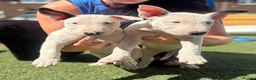 English Bull Terrier dogs for sale: English bull terrier pups  in Knottingley - Advert 2
