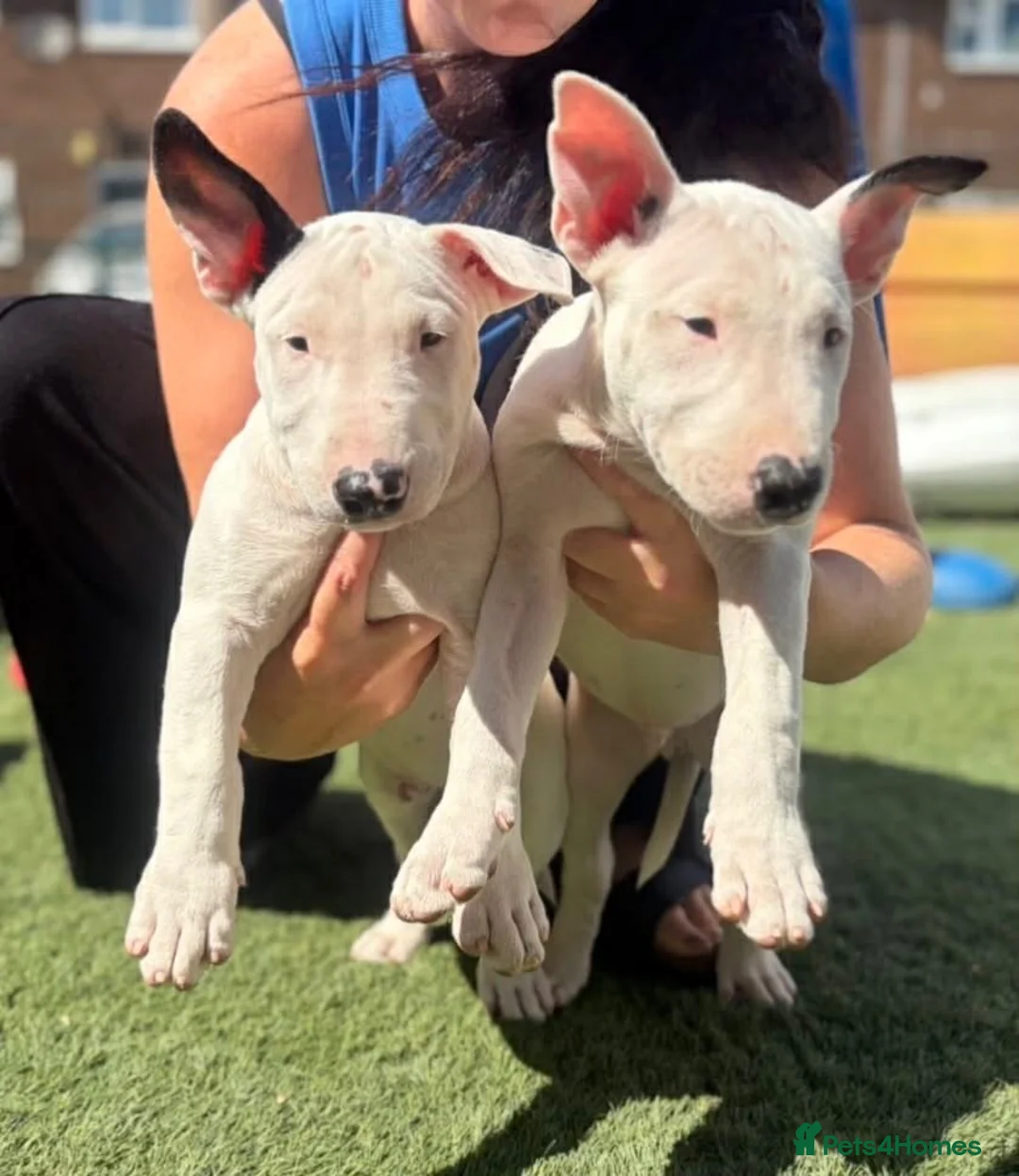 English Bull Terrier dogs for sale: English bull terrier pups  in Knottingley - Advert 2