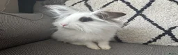 Lionhead rabbits for sale: Gorgeous female lion head rabbit  - Advert 5