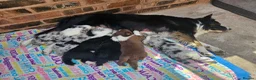 Border Collie dogs for sale: Stunning Border Collie Puppies - Advert 5