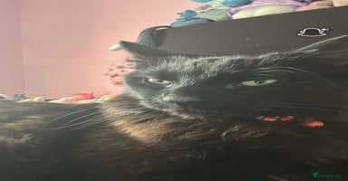 Ragdoll cats - Advert 11