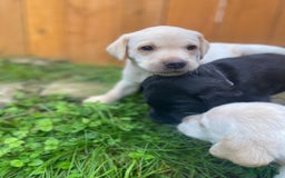 Labrador Retriever dogs for sale: Stunning Labrador Puppies - Image 12