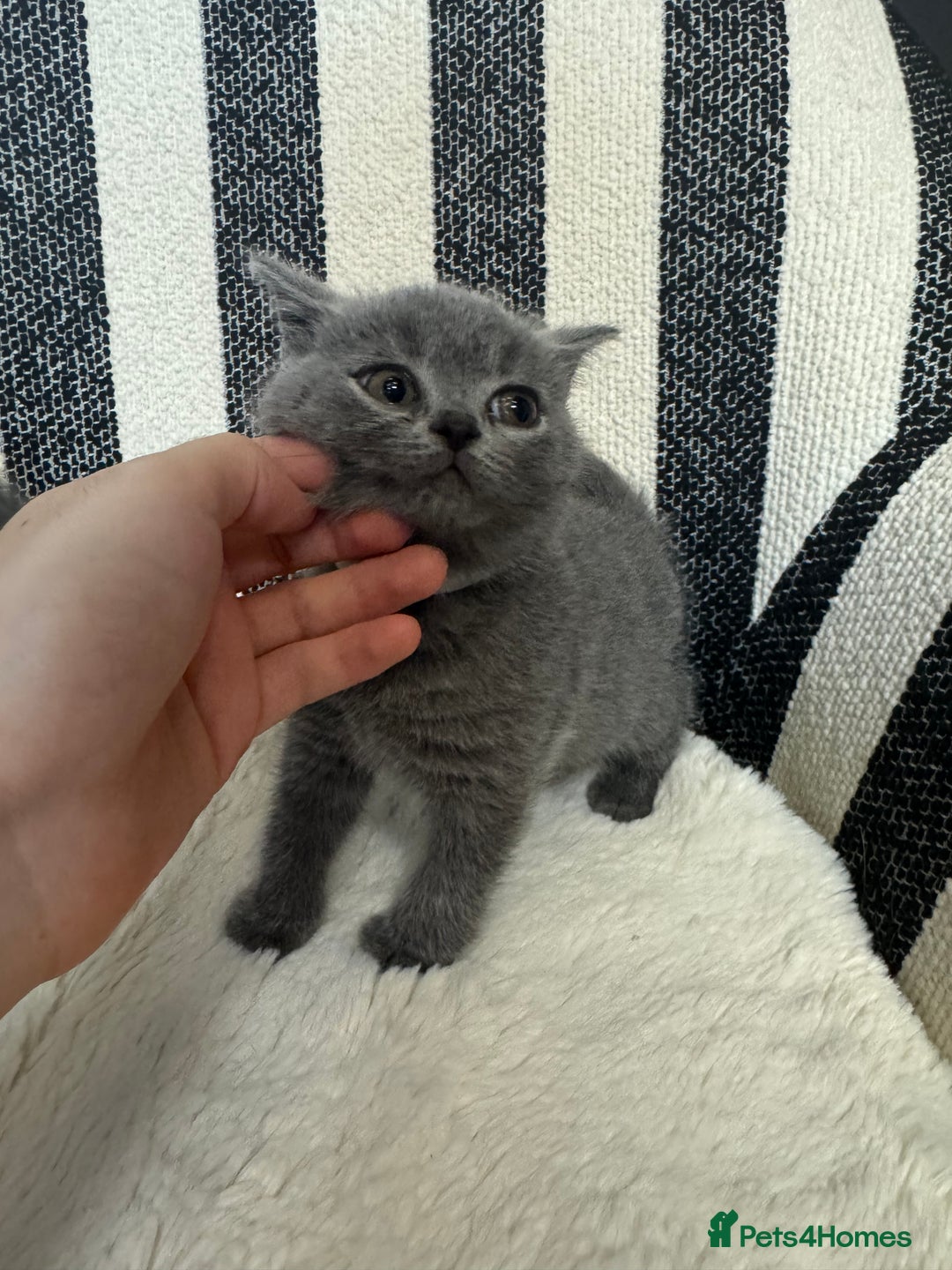 British Shorthair cats for sale: 💕British Shorthair Blue Kittens💕 - Advert 16