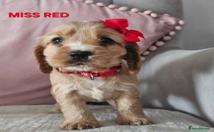 Cocker Spaniel dogs Stunning! Golden Kc Show Type Cocker Spaniels. - Advert 13