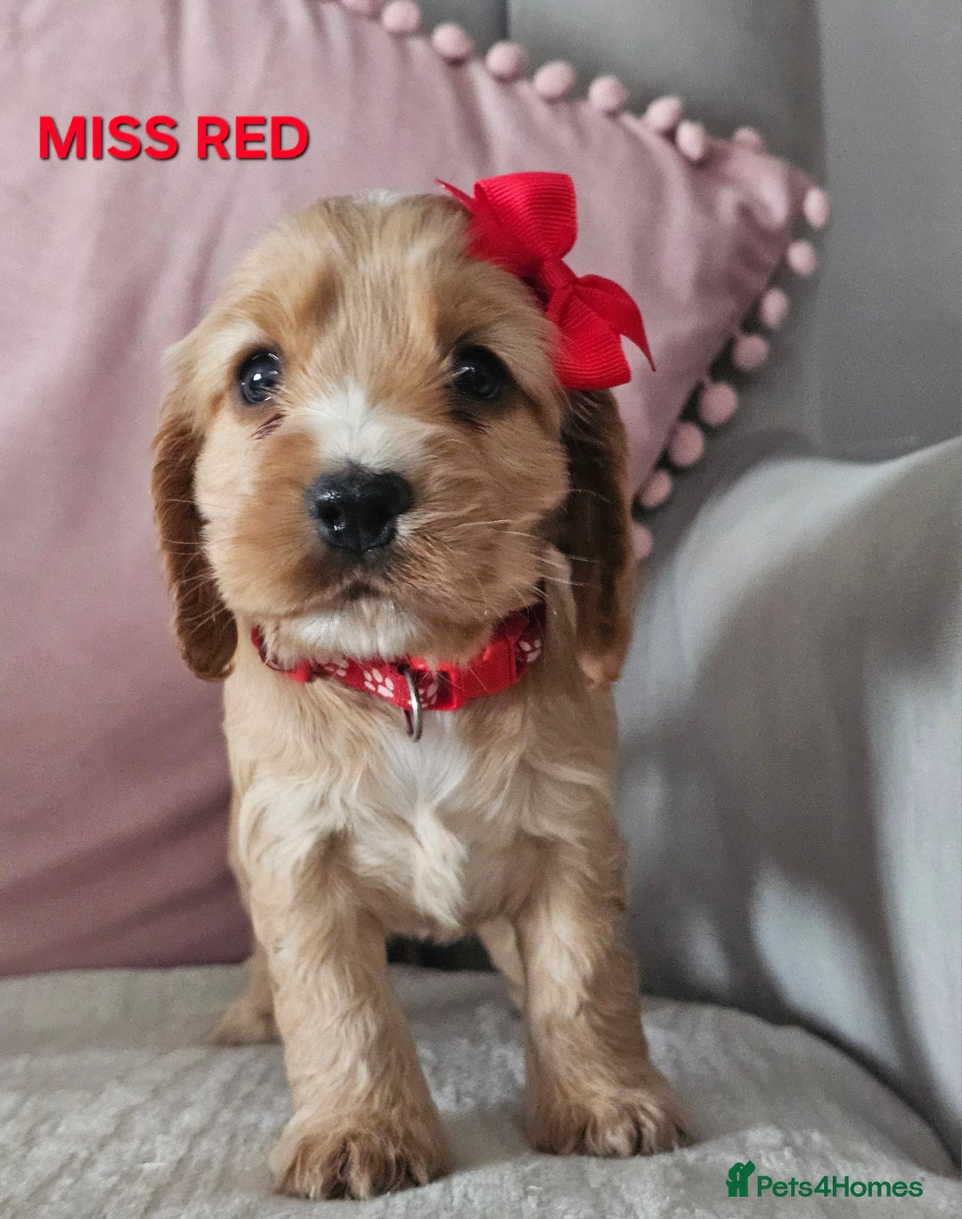 Cocker Spaniel dogs for sale: Stunning! Golden Kc Show Type Cocker Spaniels. - Advert 4