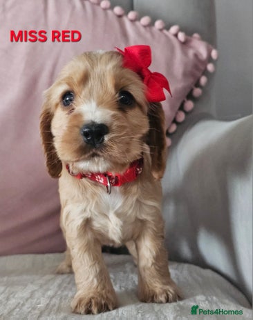 Cocker Spaniel dogs Stunning! Golden Kc Show Type Cocker Spaniels. - Advert 16