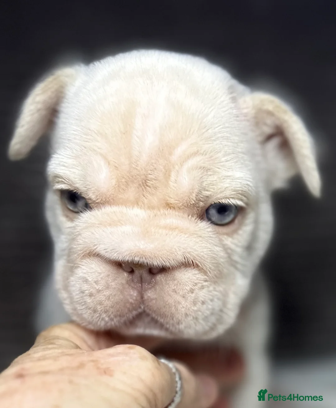 French Bulldog dogs for sale: French bulldog puppies Ready Now! - Advert 38