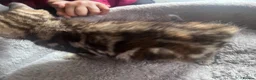 Mixed Breed cats for sale: 9 Gorgeous Turkish Angora Mixed Breed Kittens  - Advert 22