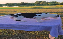 Great Dane dogs for sale:  Beautiful Great Dane Pups-Ready for Forever Homes - Image 5