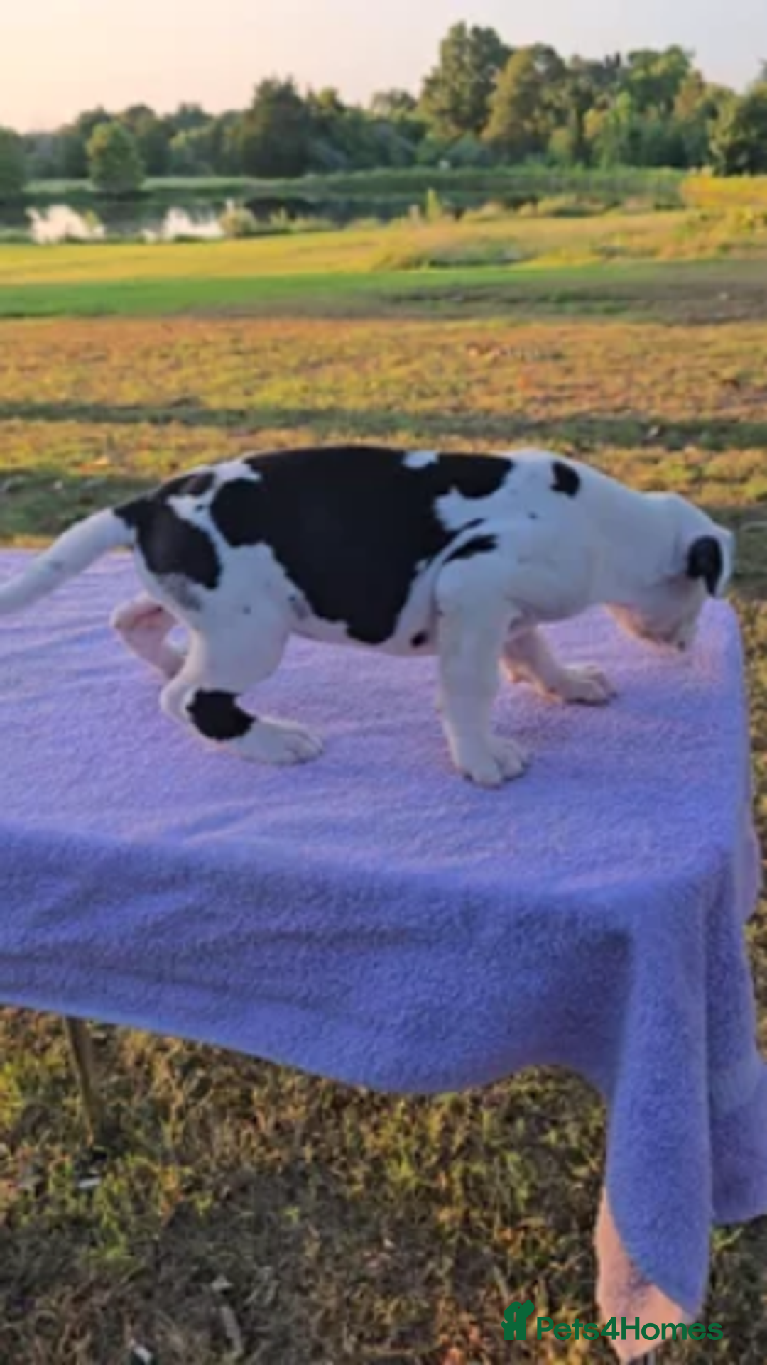 Great Dane dogs for sale:  Beautiful Great Dane Pups-Ready for Forever Homes - Image 5