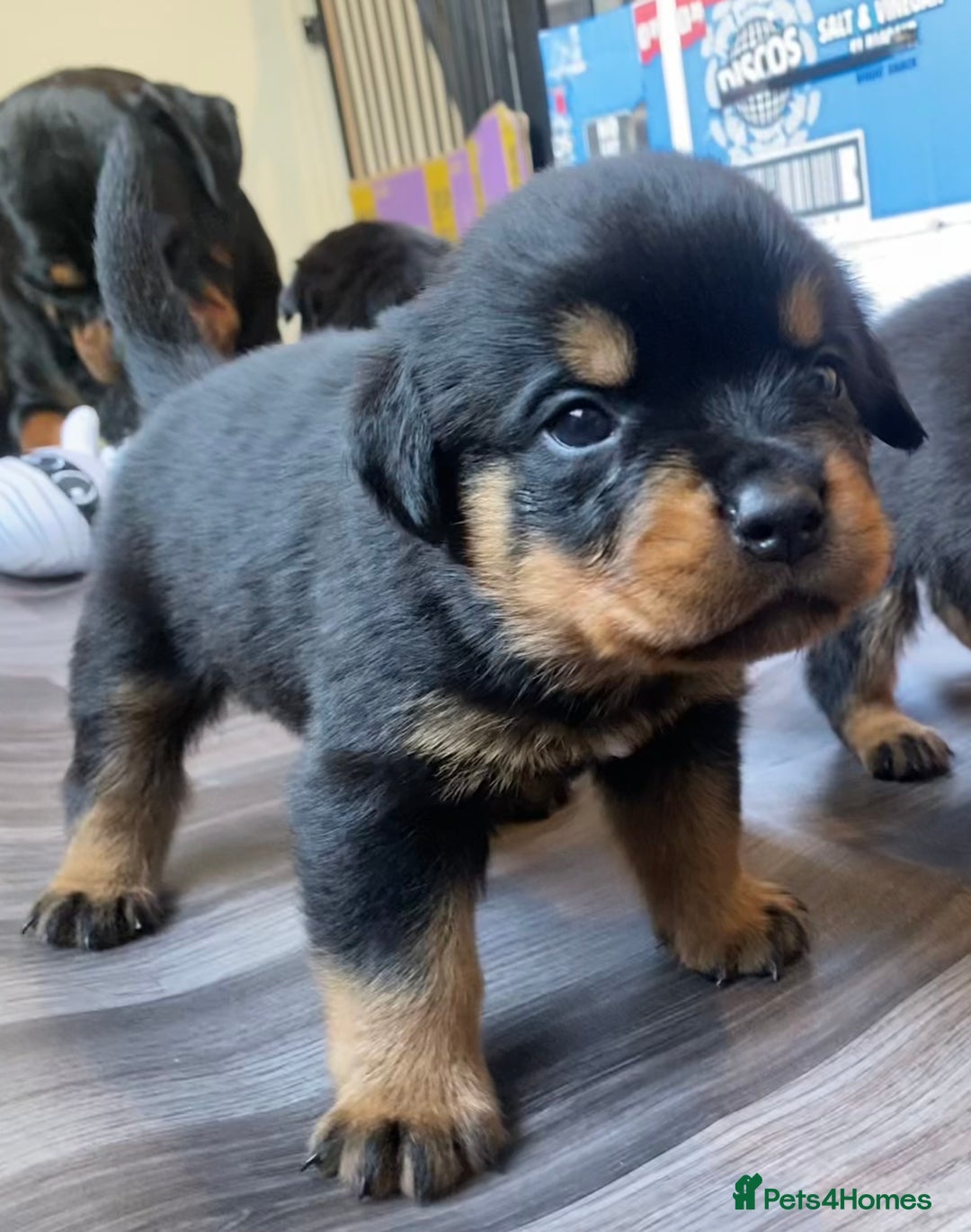 Rottweiler dogs for sale: Hulk and Ruby Rottweiler puppies  - Advert 12