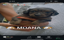 Miniature Dachshund dogs for sale: Stunning miniature Daschund litter kc reg  - Image 24