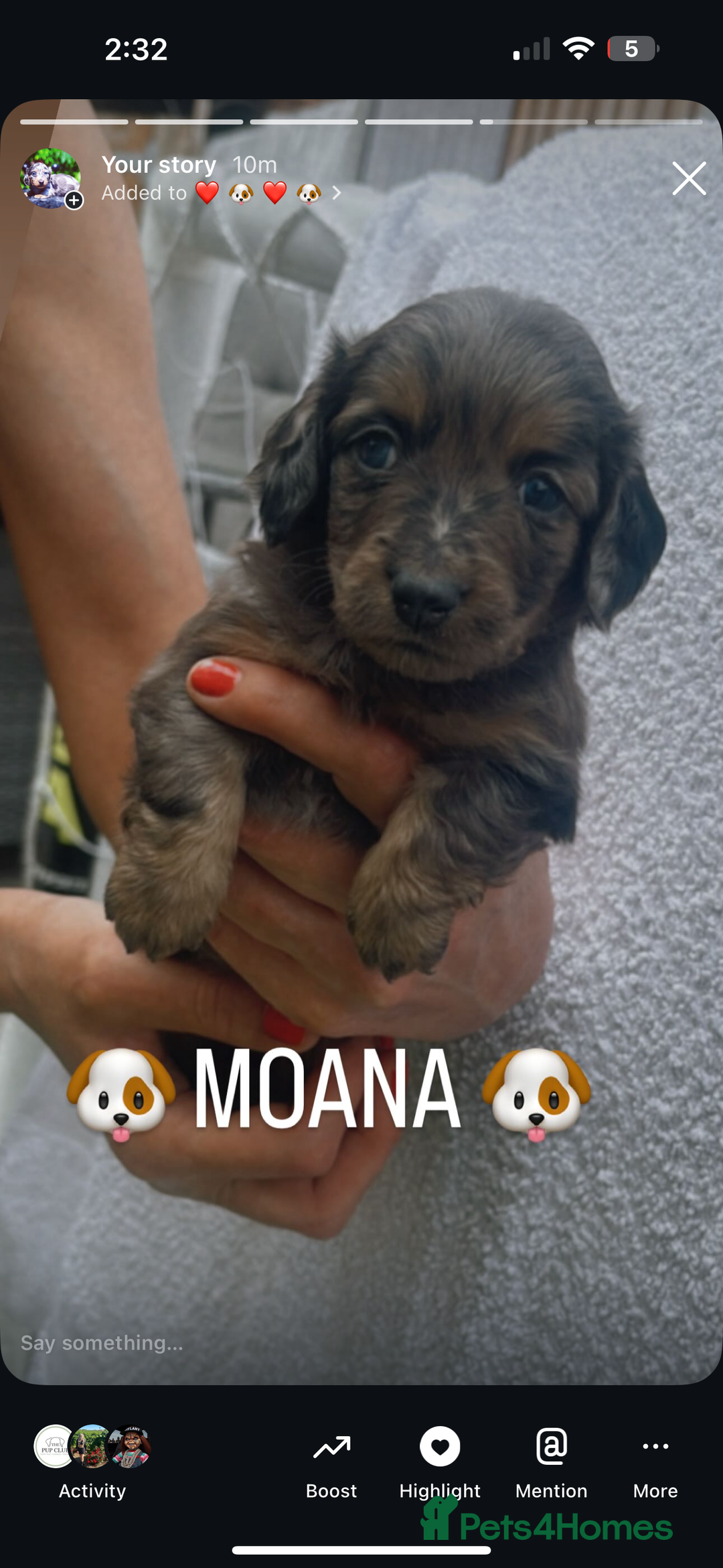 Miniature Dachshund dogs for sale: Stunning miniature Daschund litter kc reg  - Image 24