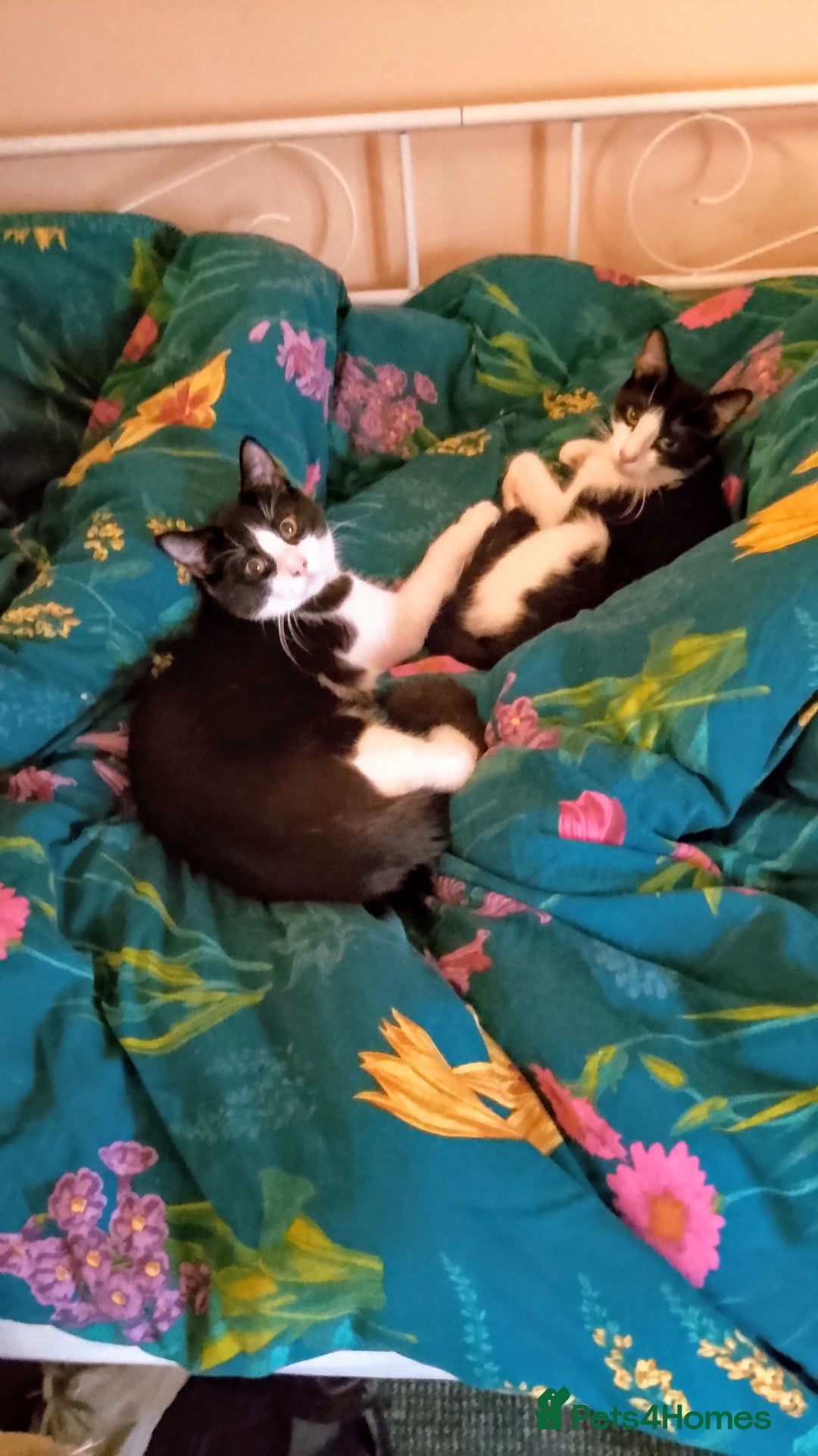 Mixed Breed cats for sale: One little tuxedo 🥰 - Image 4