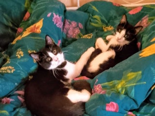 Mixed Breed cats - Advert 18