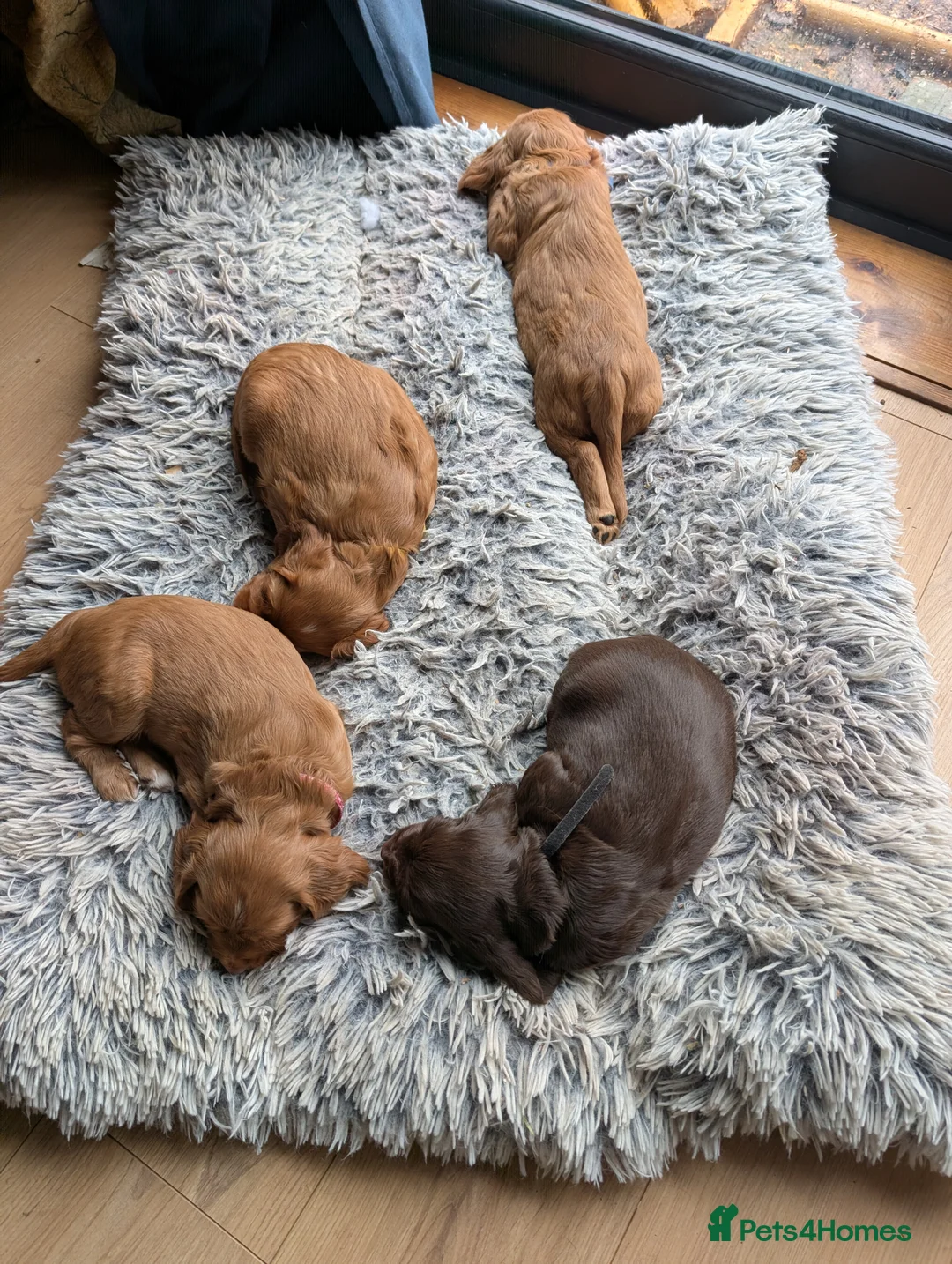 Cocker Spaniel dogs for sale: Adorable healthy Cocker Spaniel puppies - Advert 17