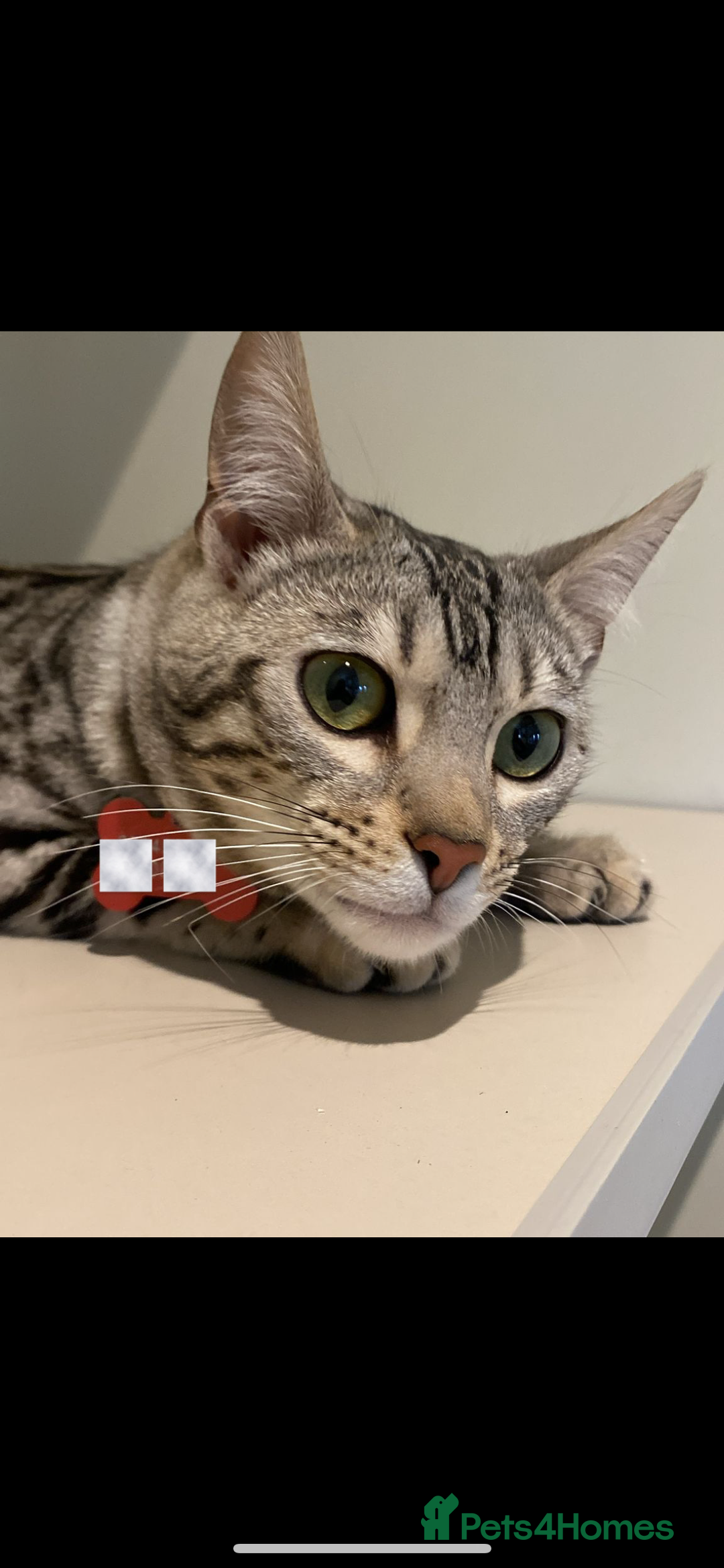 Bengal cats for sale: Female bengal needing her forever home  - Advert 7