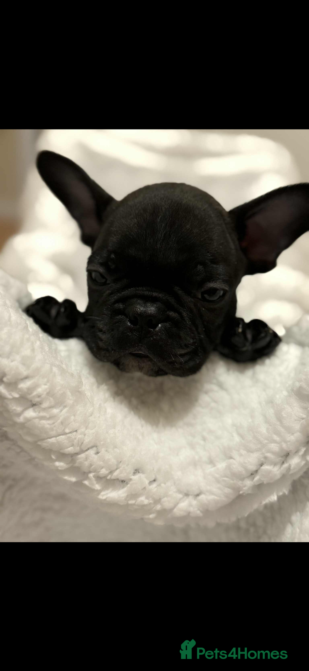 French Bulldog dogs for sale: French puppies  - Advert 13