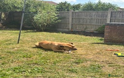 Staffordshire Bull Terrier dogs for sale: Beautiful 8 year old staffy for a good home - Image 3